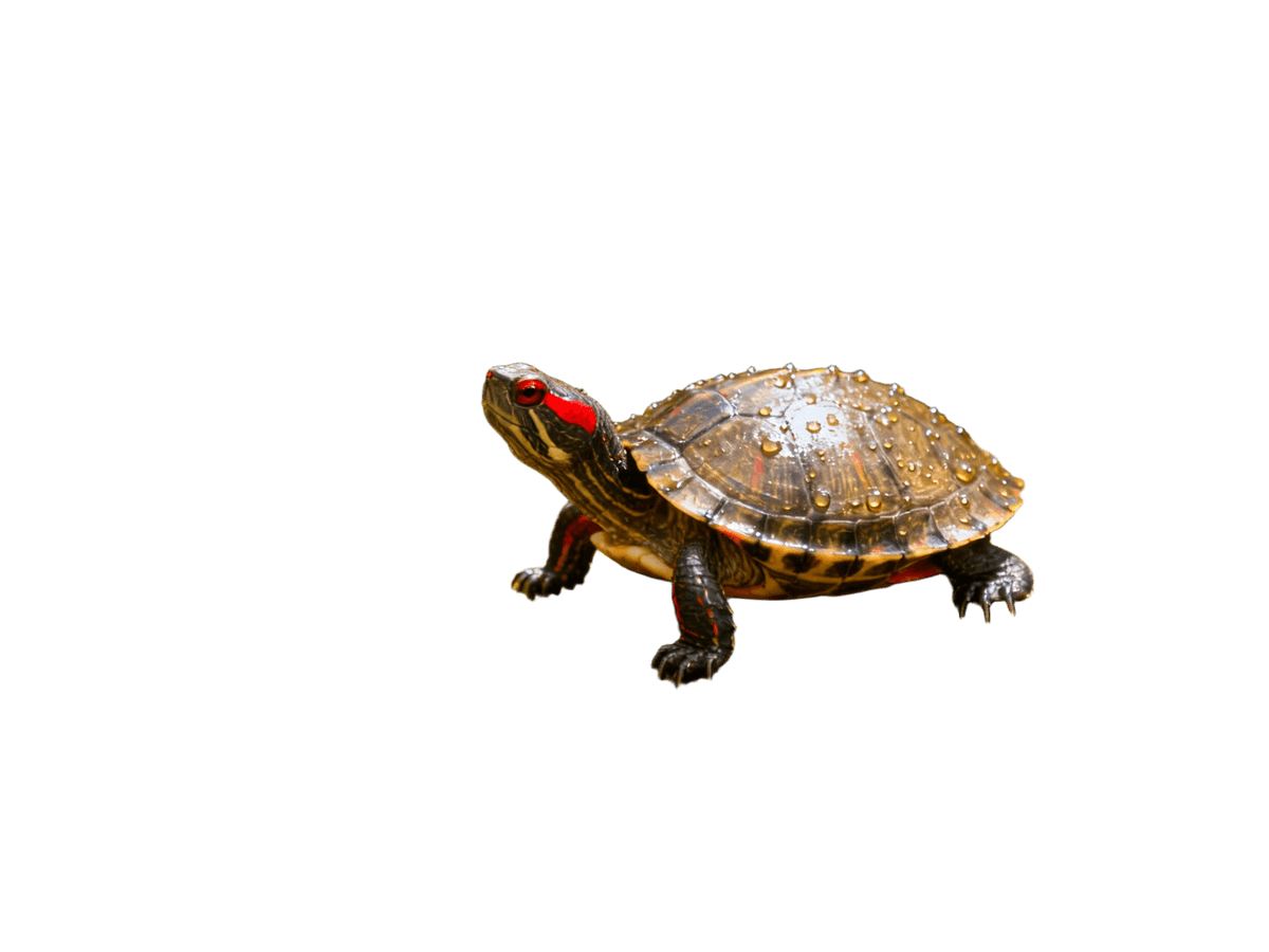 Background remover before and after: a pet turtle cut out from a pond-side rock photo, clean shell edges — after Background remover before and after: a pet turtle cut out from a pond-side rock photo, clean shell edges — after